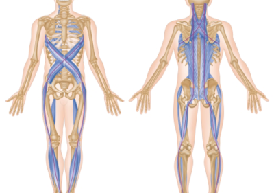 Fascial-Lines
