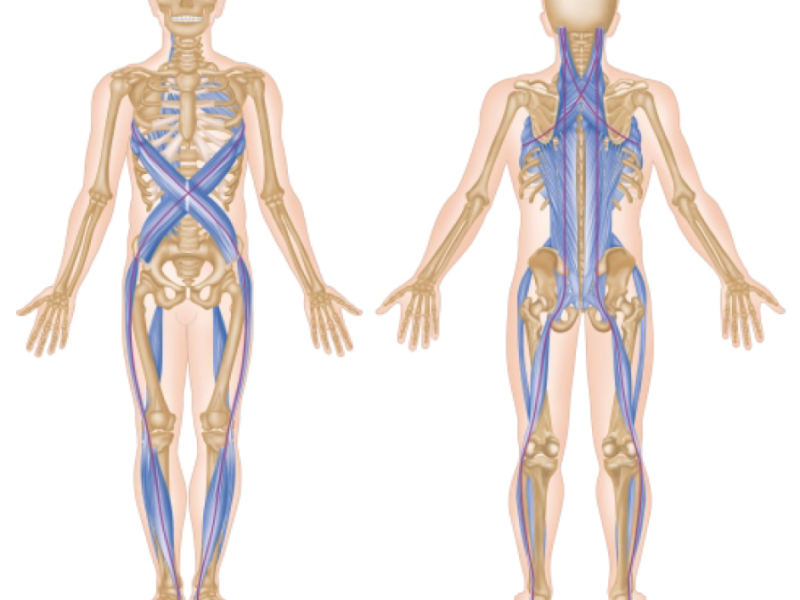 Fascial-Lines